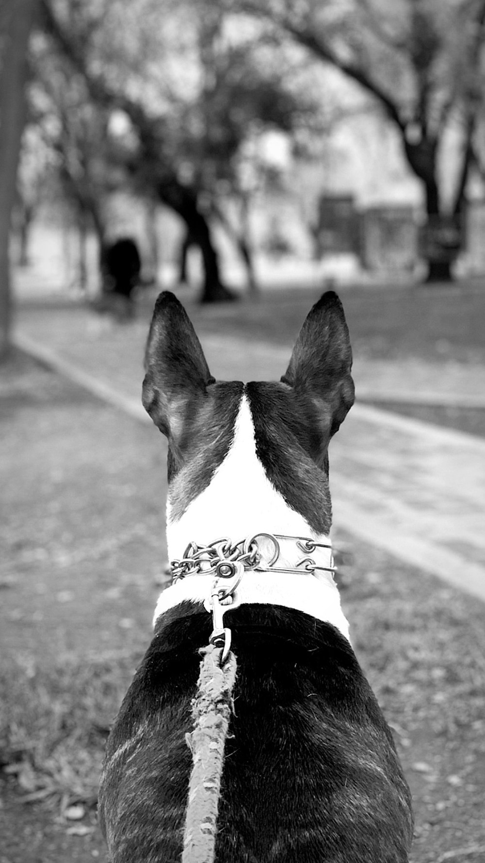 grayscale photo of dog with leash