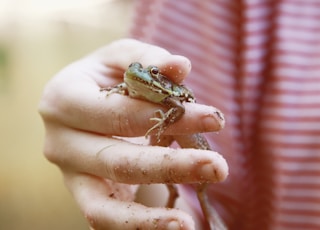brown frog on persons hand