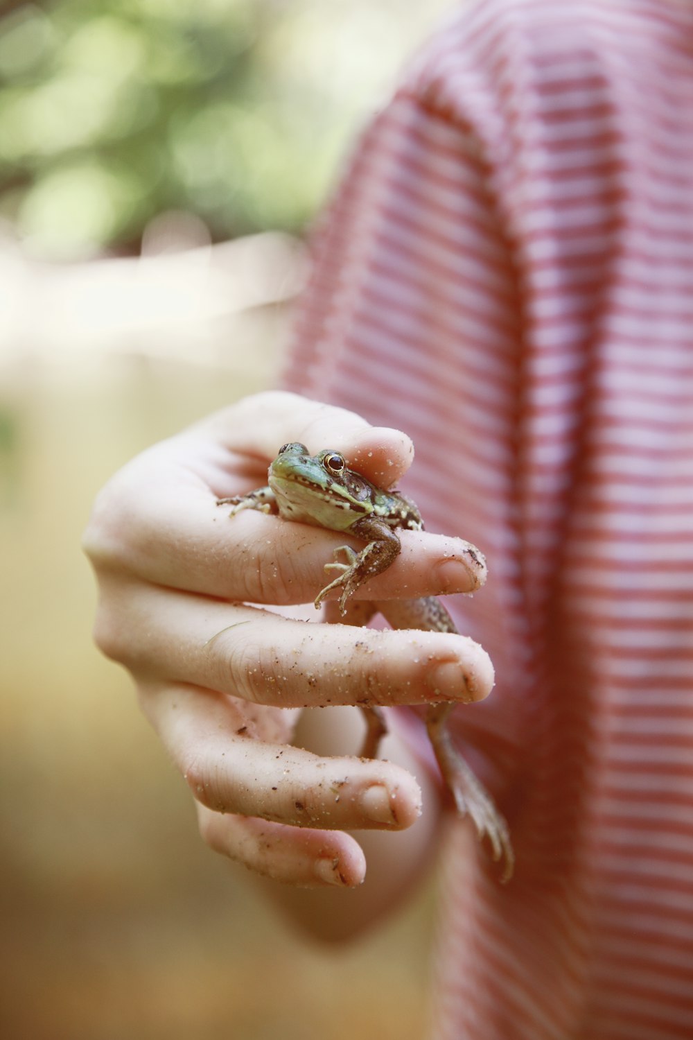 brown frog on persons hand