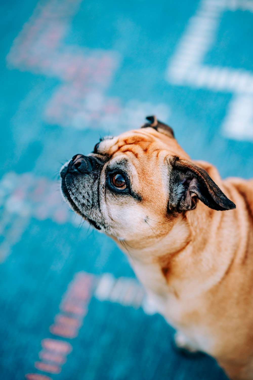 fawn pug on blue floor