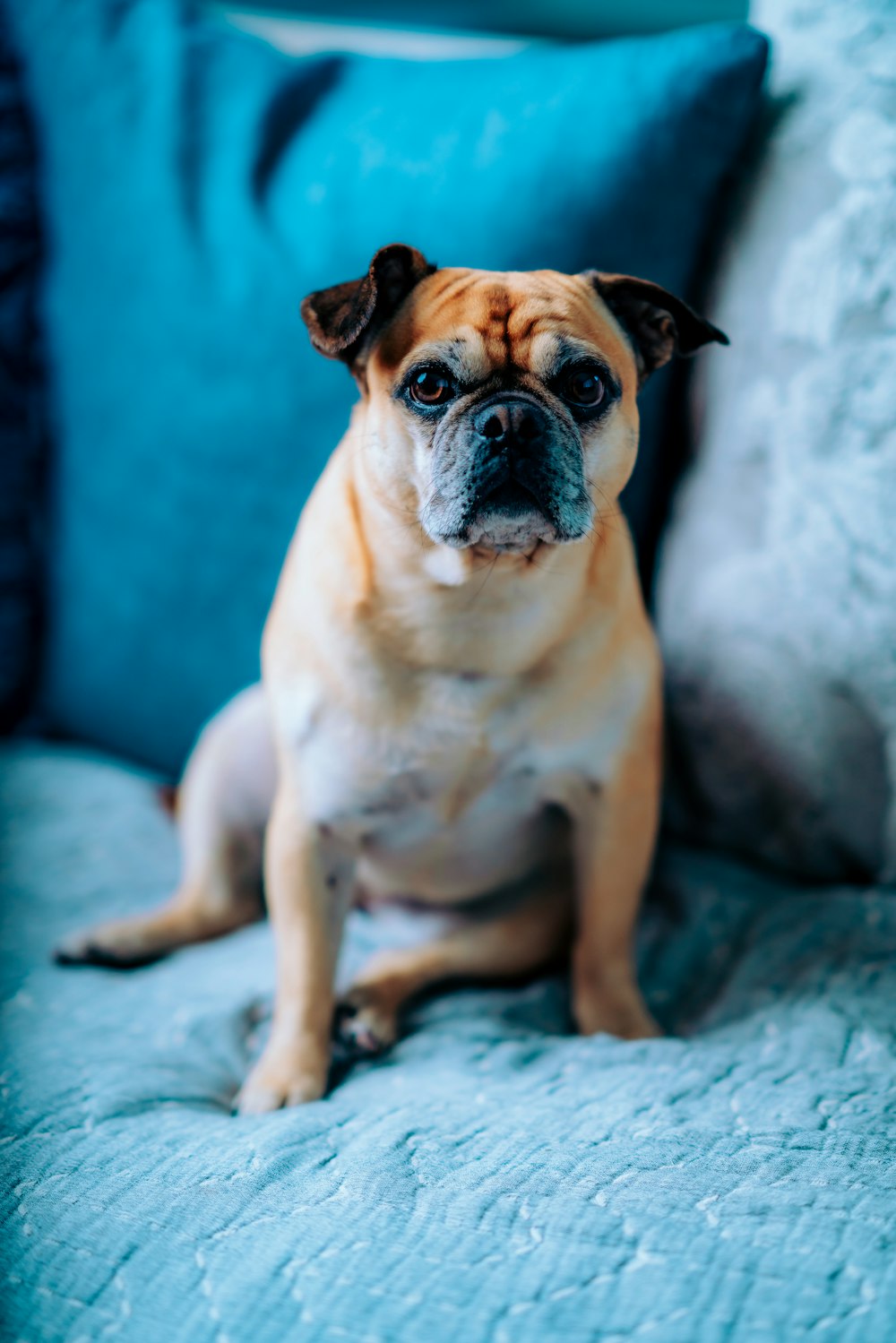 fawn pug lying on blue textile