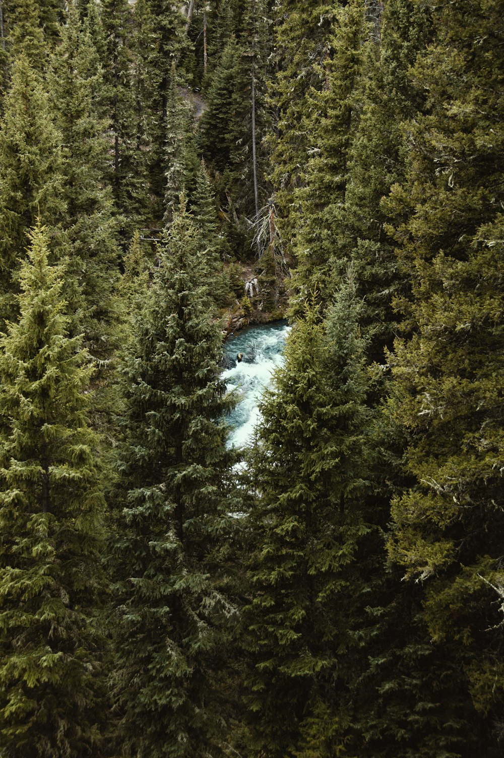 green trees beside river during daytime