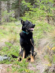 black and tan german shepherd puppy on green grass during daytime