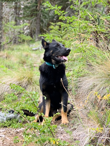 black and tan german shepherd puppy on green grass during daytime