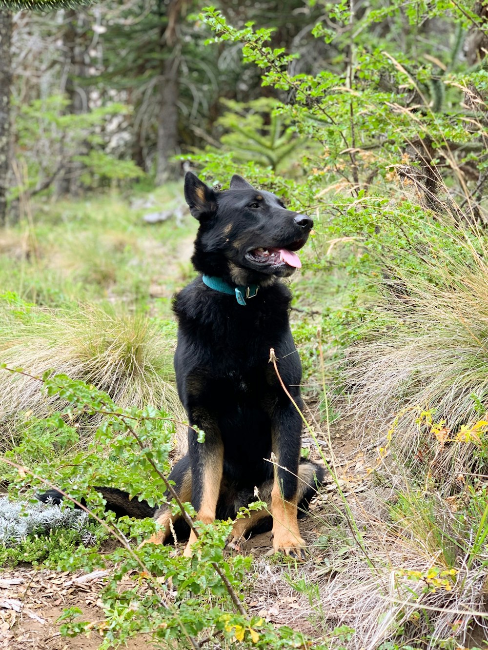 black and tan german shepherd puppy on green grass during daytime