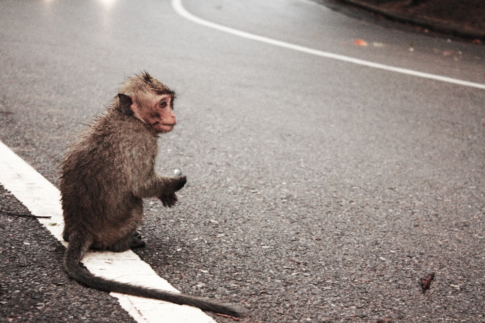 singe brun assis sur un sol en béton gris