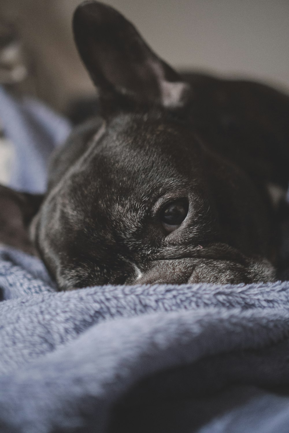 black short coat small dog lying on blue textile