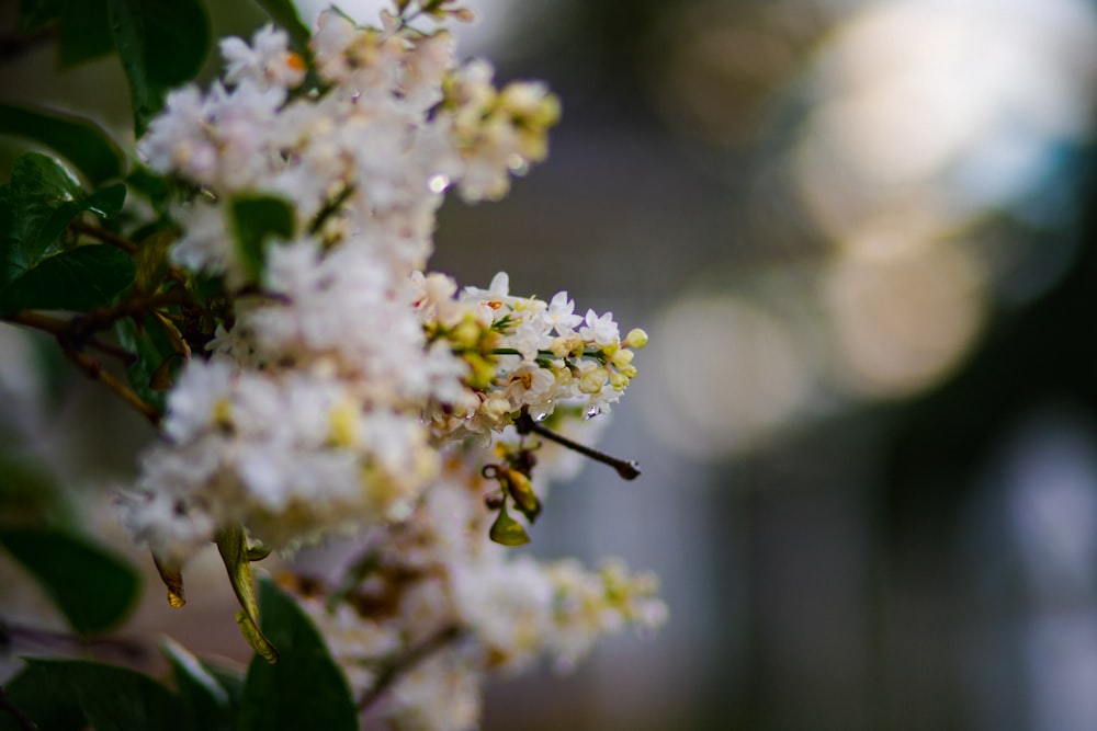 white cherry blossom in close up photography