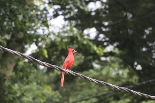 red cardinal bird perched on brown tree branch during daytime in Bridgewater United States