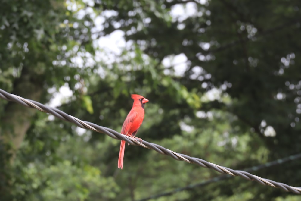 red cardinal bird perched on brown tree branch during daytime