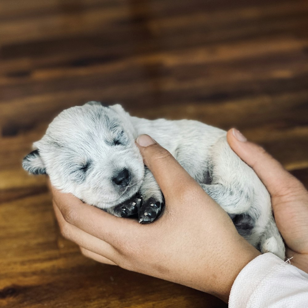 white and gray short coated puppy