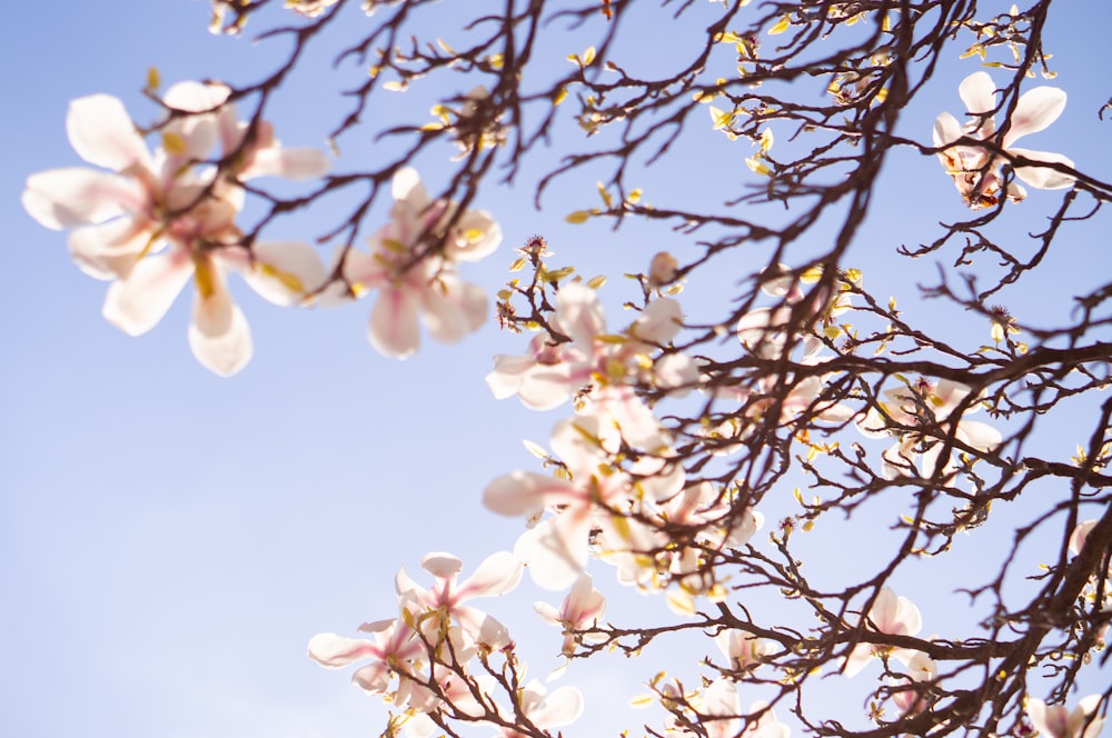 white flowers on brown tree branch during daytime