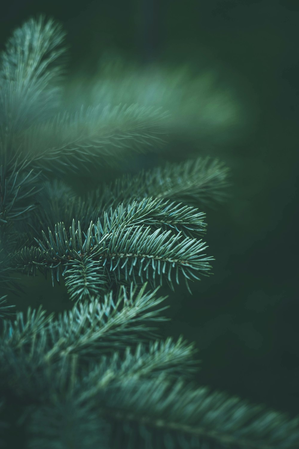 green pine tree in close up photography