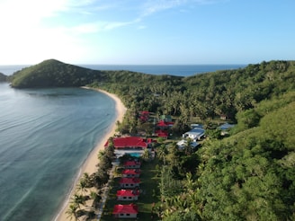 aerial view of green trees near body of water during daytime