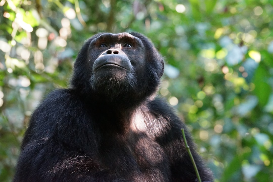  black monkey on green tree during daytime chimpanzee