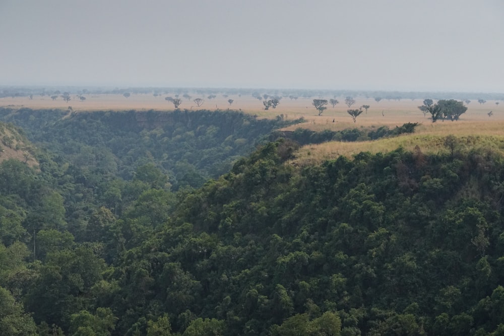 green trees on mountain during daytime