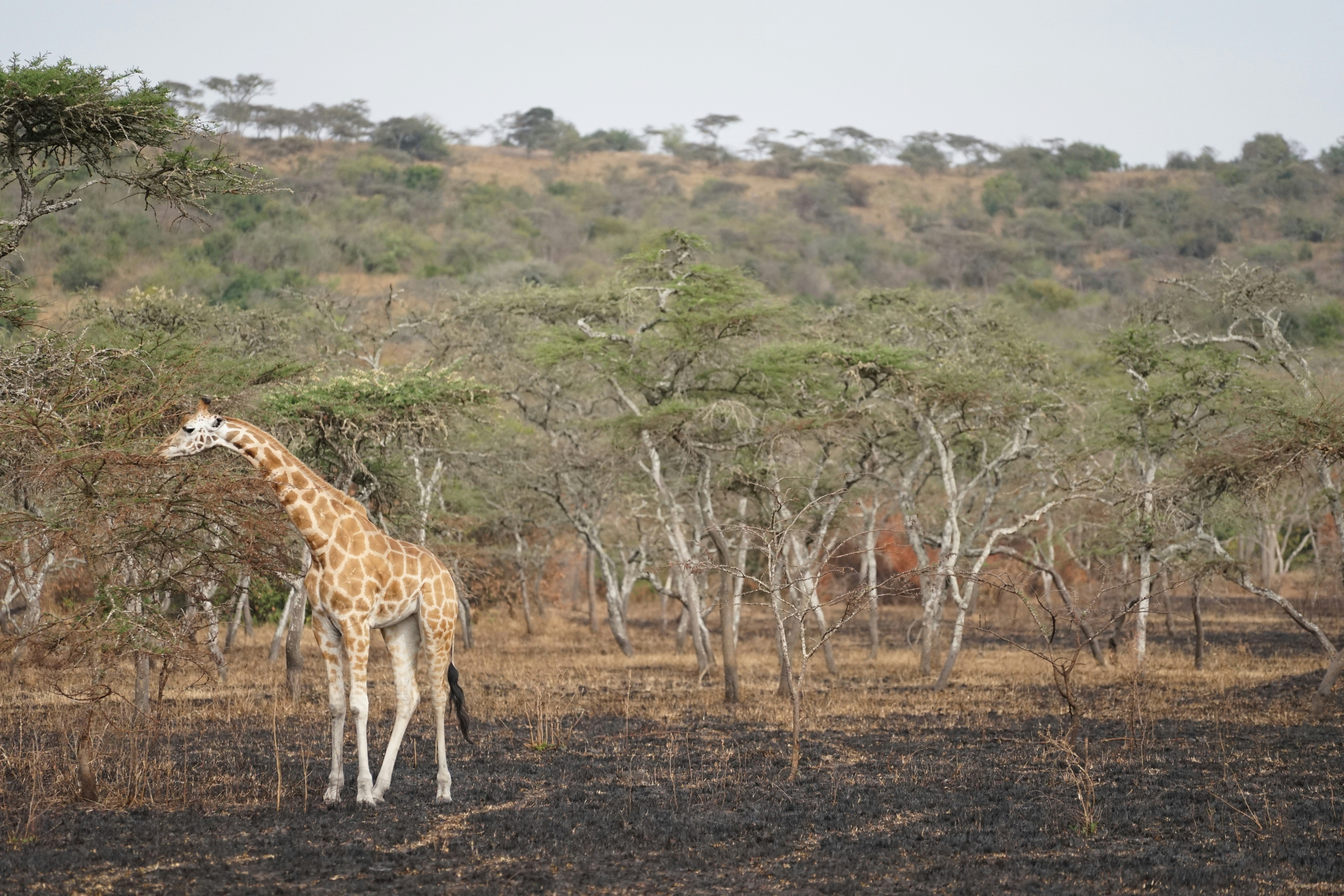 uganda zoom background