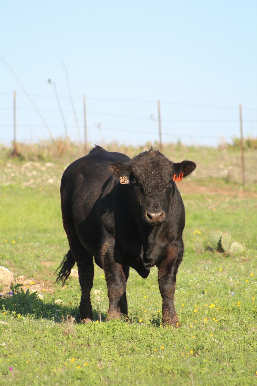 black cow on green grass field during daytime