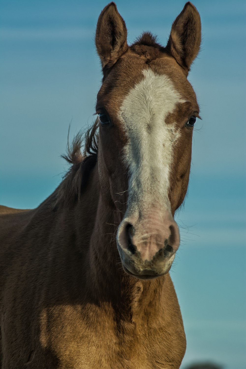 Braunes und weißes Pferd unter blauem Himmel tagsüber