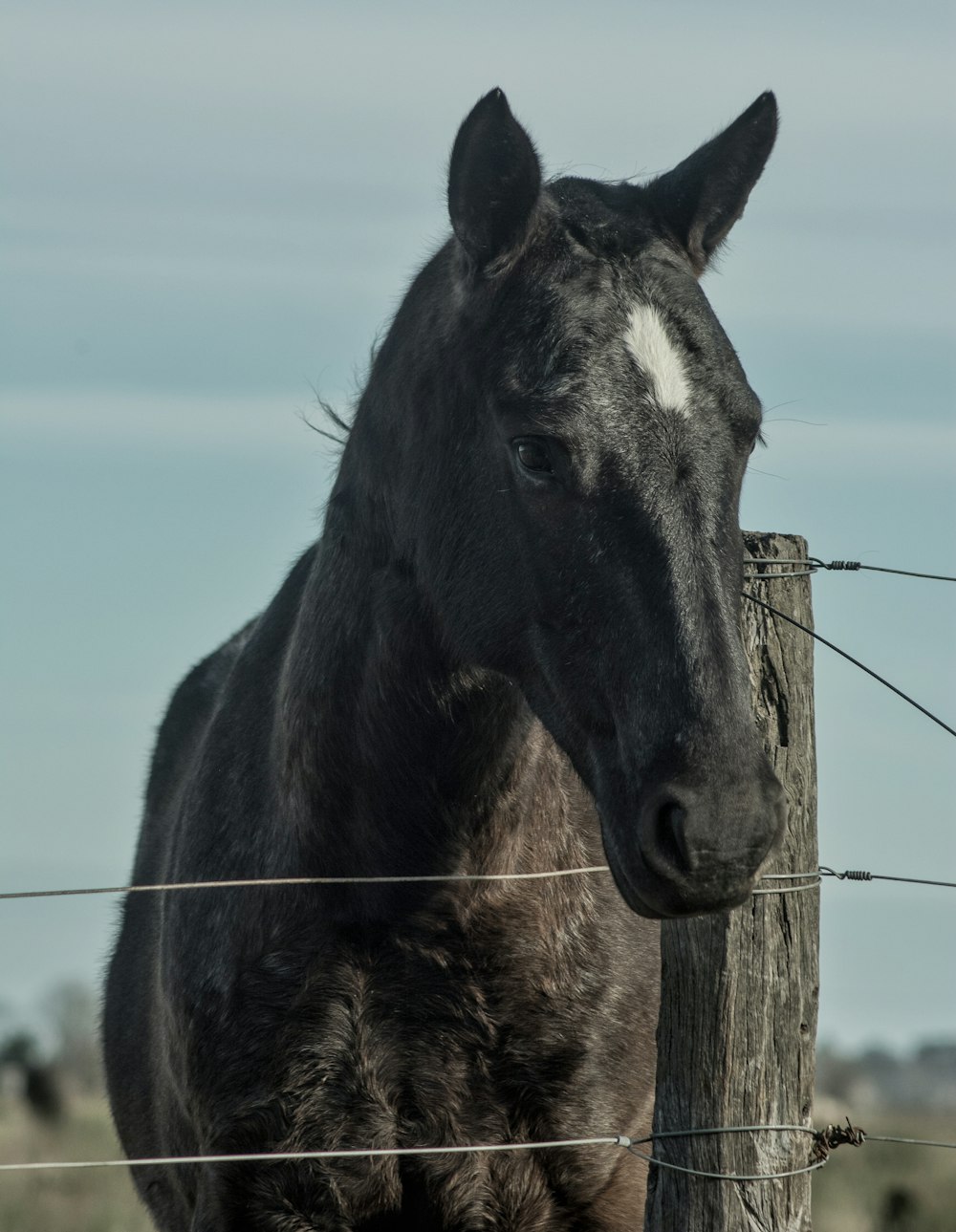black horse in a field during daytime
