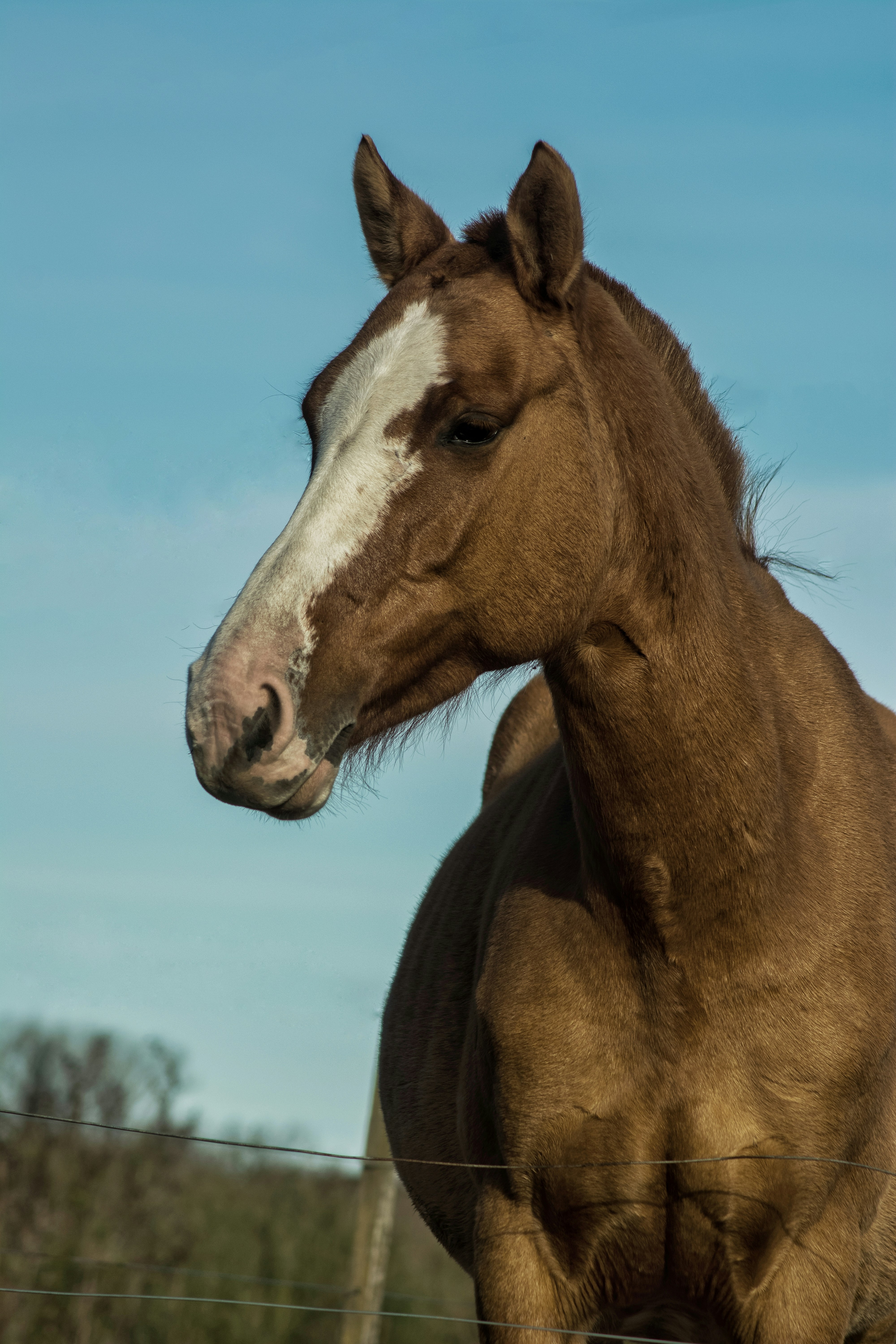 Photo by faustomarques