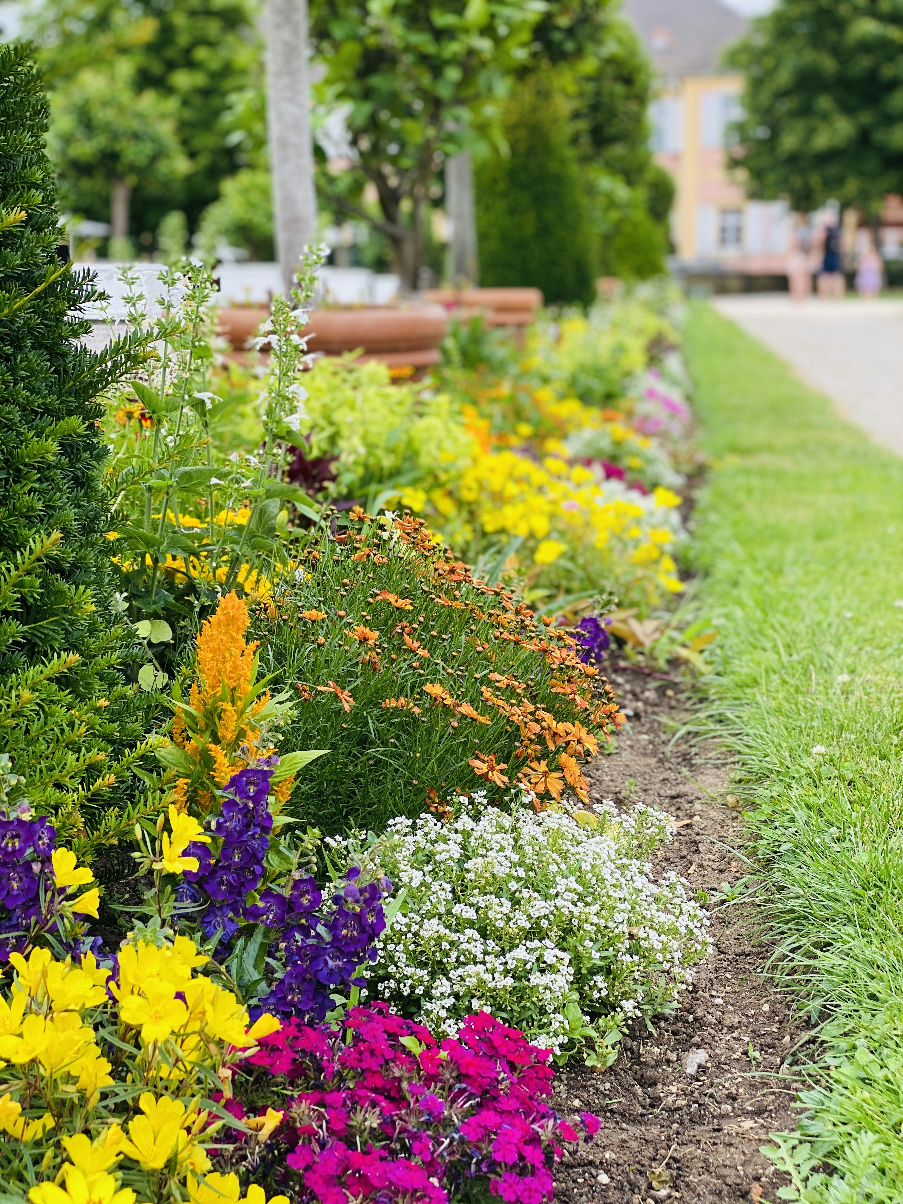 Yellow And Purple Flowers On Green Grass Field During Daytime Photo Free Image On Unsplash