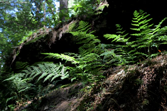 A serene Amazon rainforest scene with sunlight filtering through dense foliage.