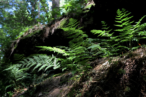 A serene Amazon rainforest scene with sunlight filtering through dense foliage.