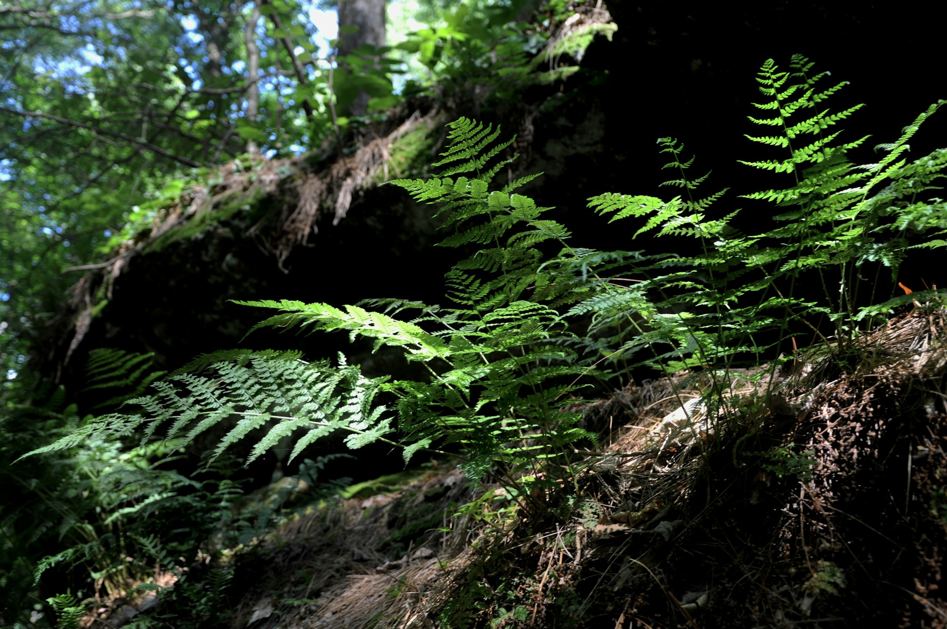 woman wearing yellow long-sleeved dress under white clouds and blue sky during daytime