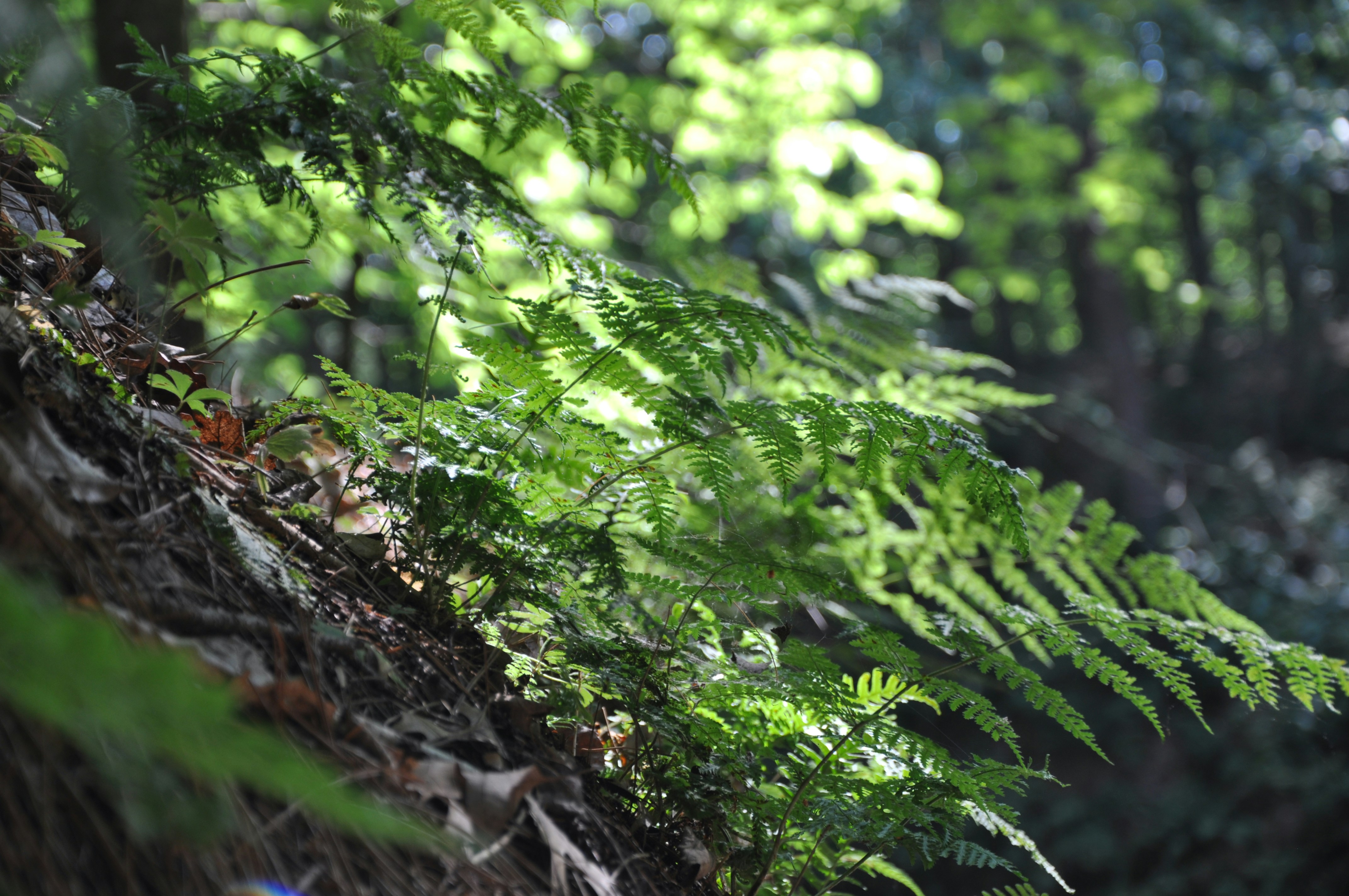 Photo by cokakukeran