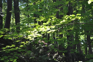 Warm sunlight filtering through green leaves, casting gentle shadows on a calm forest floor.