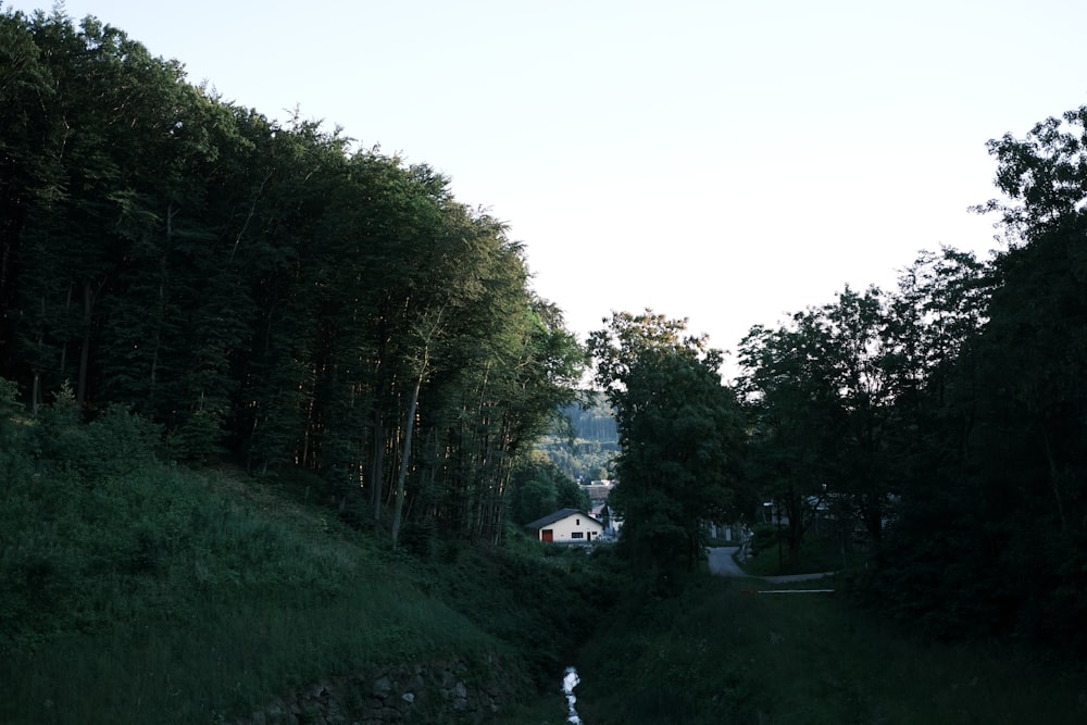 green trees and green grass field during daytime