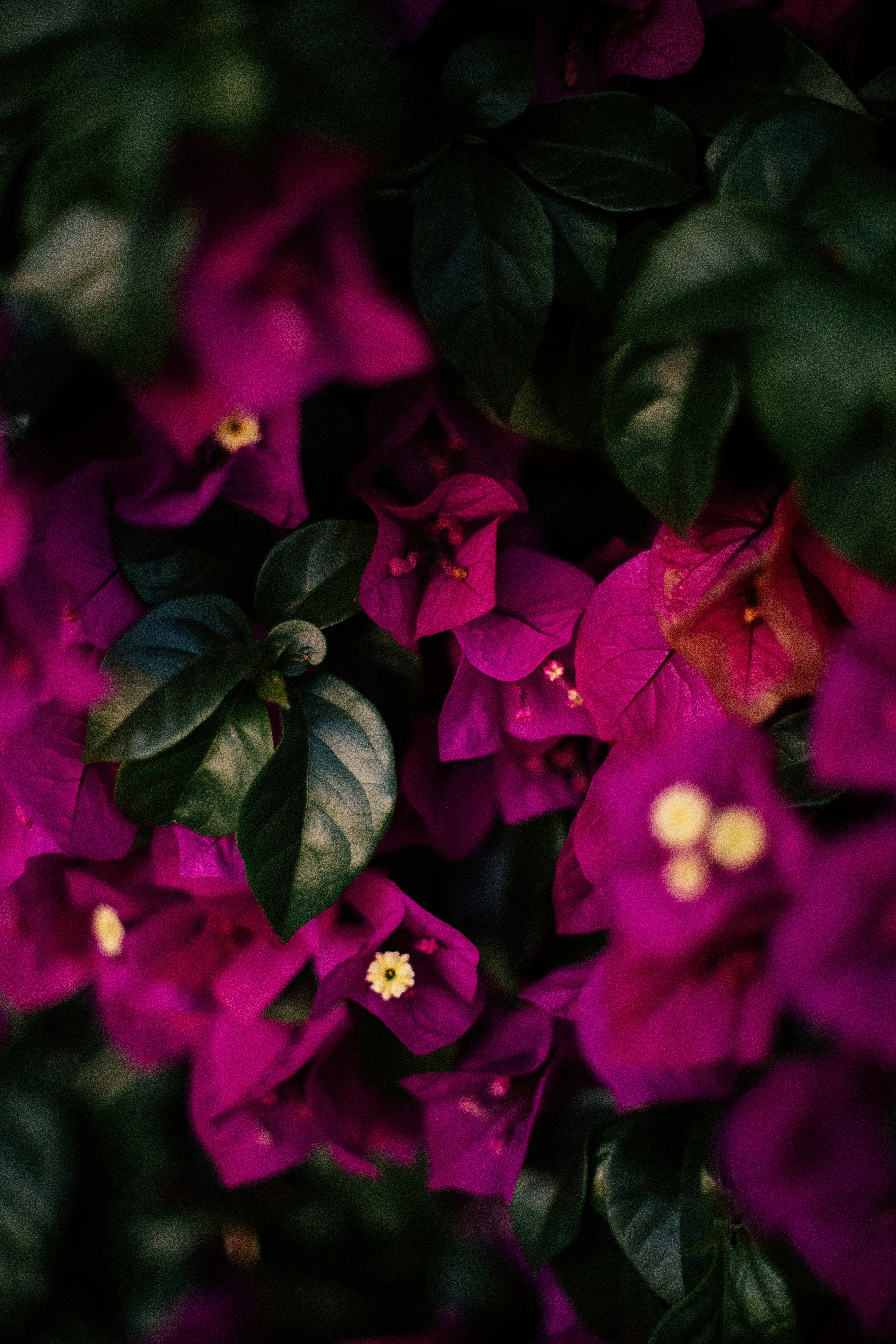 Photo by ninjason