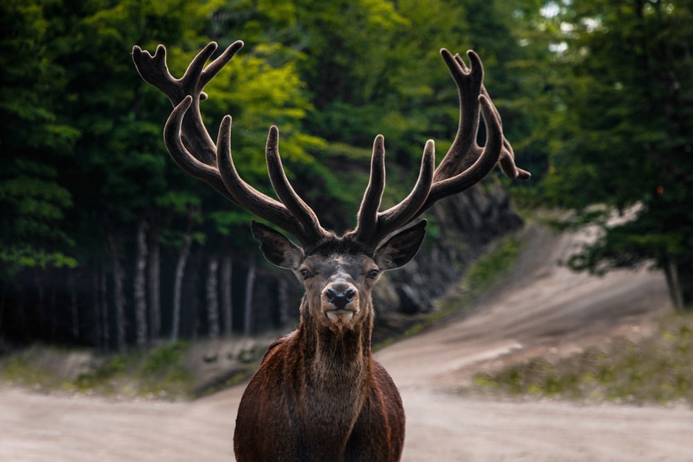 brown deer on road during daytime