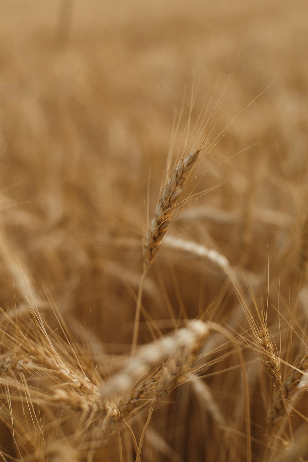 brown wheat in close up photography