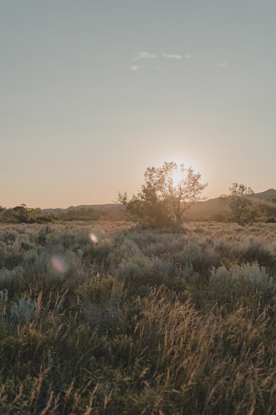 green grass field under white sky during daytime in Dinosaur Provincial Park Canada