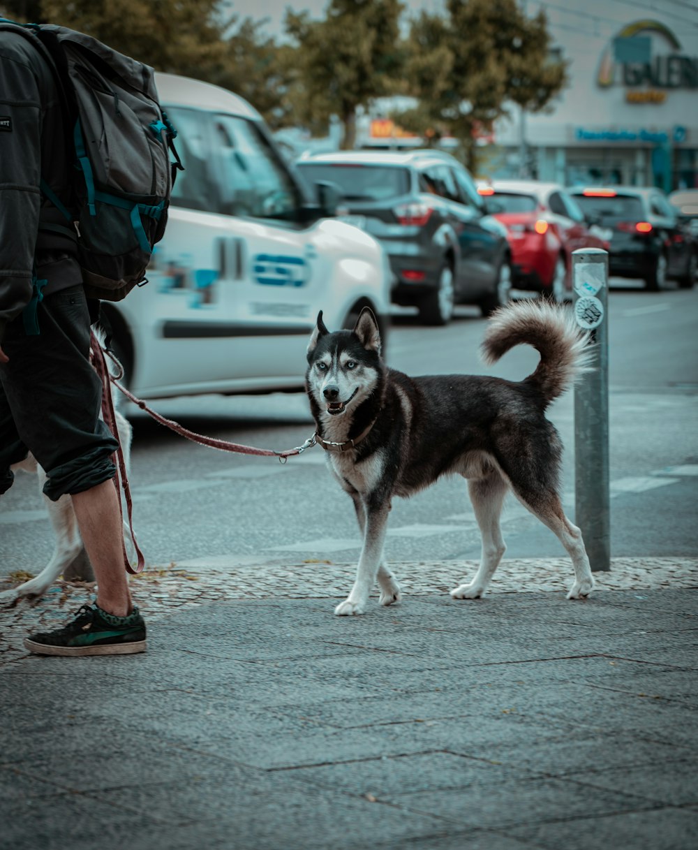 a dog tied to a pole on a city street