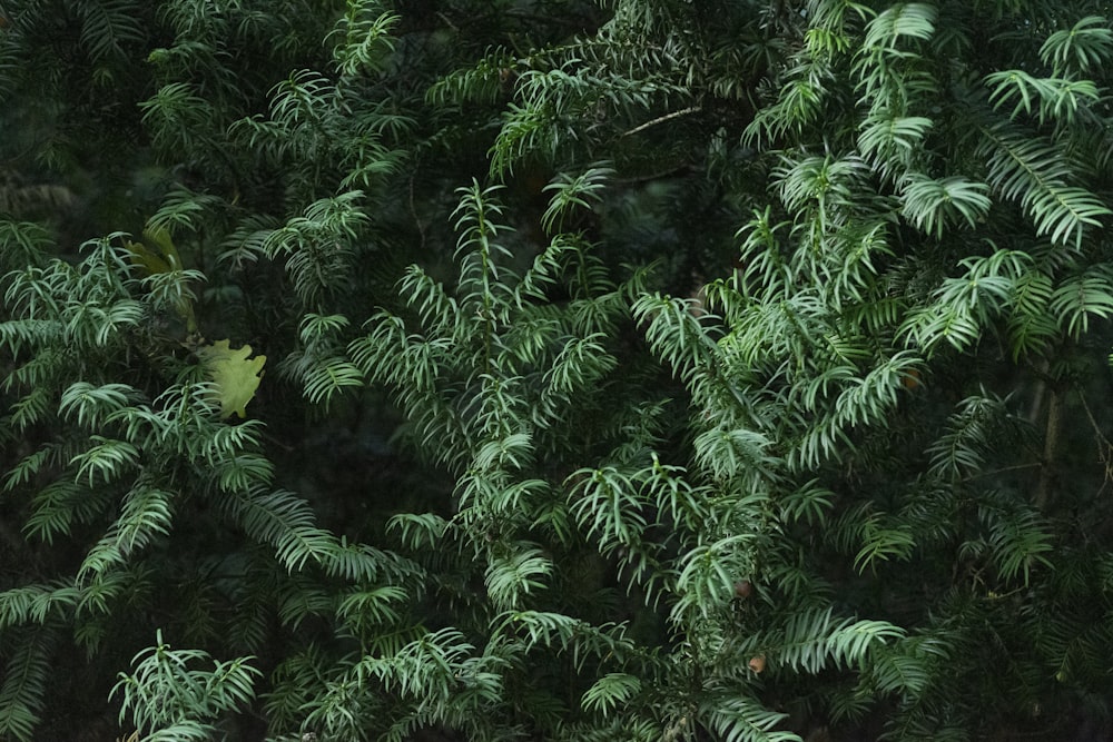 planta de samambaia verde durante o dia