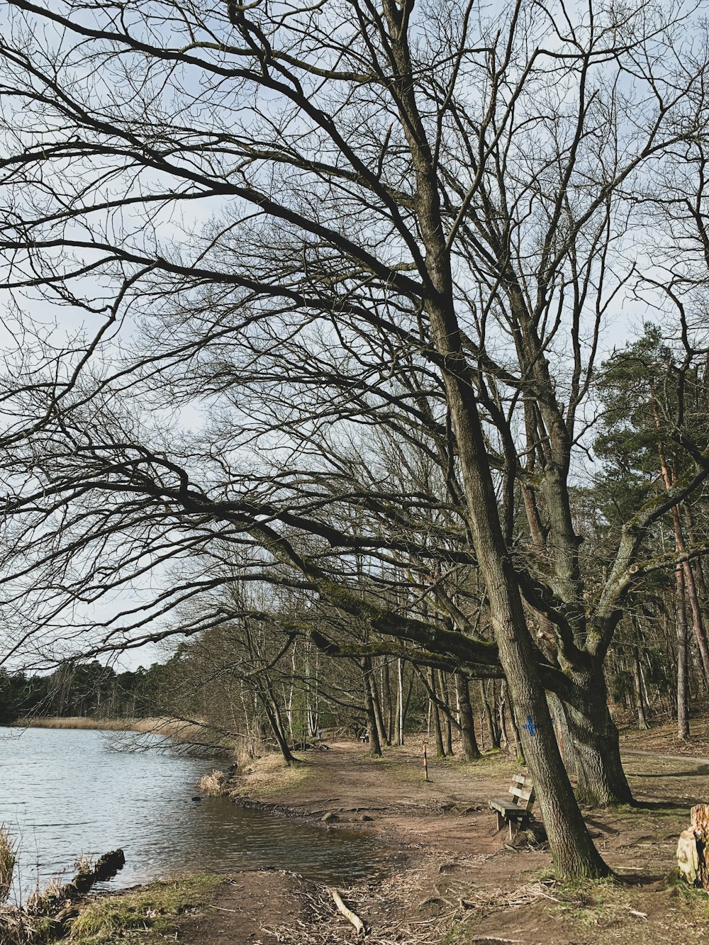 leafless trees near river during daytime