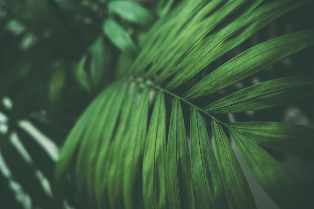 green leaf plant in close up photography