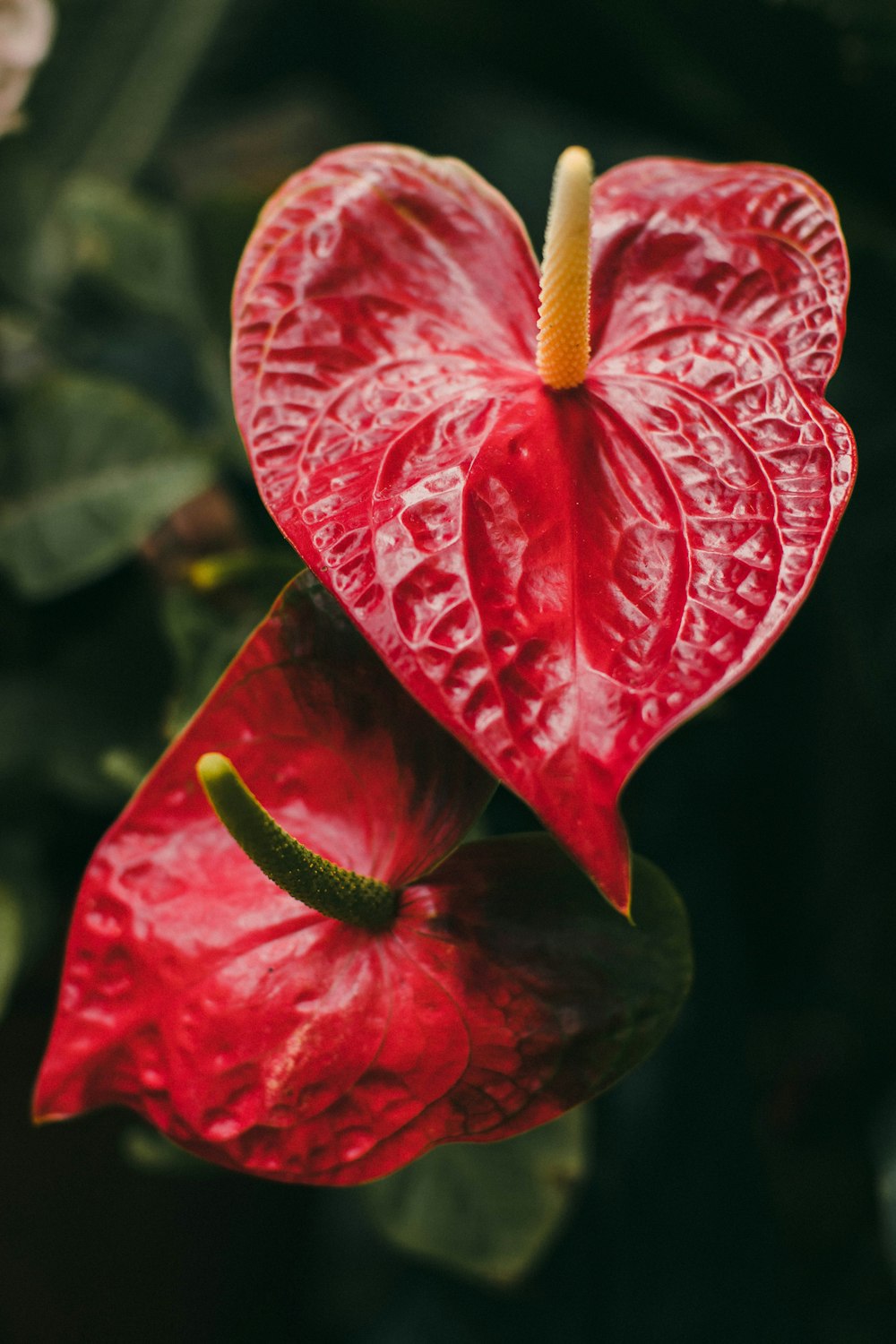 red hibiscus in bloom during daytime