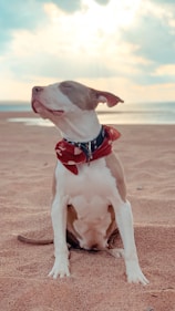white and brown american pitbull terrier mix puppy sitting on brown sand during daytime