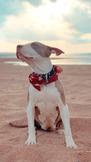 white and brown american pitbull terrier mix puppy sitting on west virginia brown sand beach