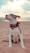 white and brown american pitbull terrier mix puppy sitting on brown sand during daytime