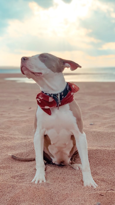 white and brown american pitbull terrier mix puppy sitting on west virginia brown sand beach