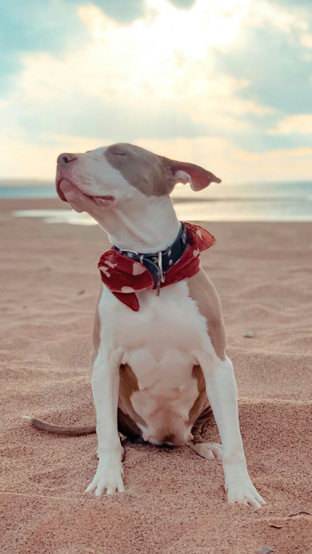 Cucciolo bianco e marrone di mix di American Pitbull Terrier che si siede sulla sabbia marrone durante il giorno
