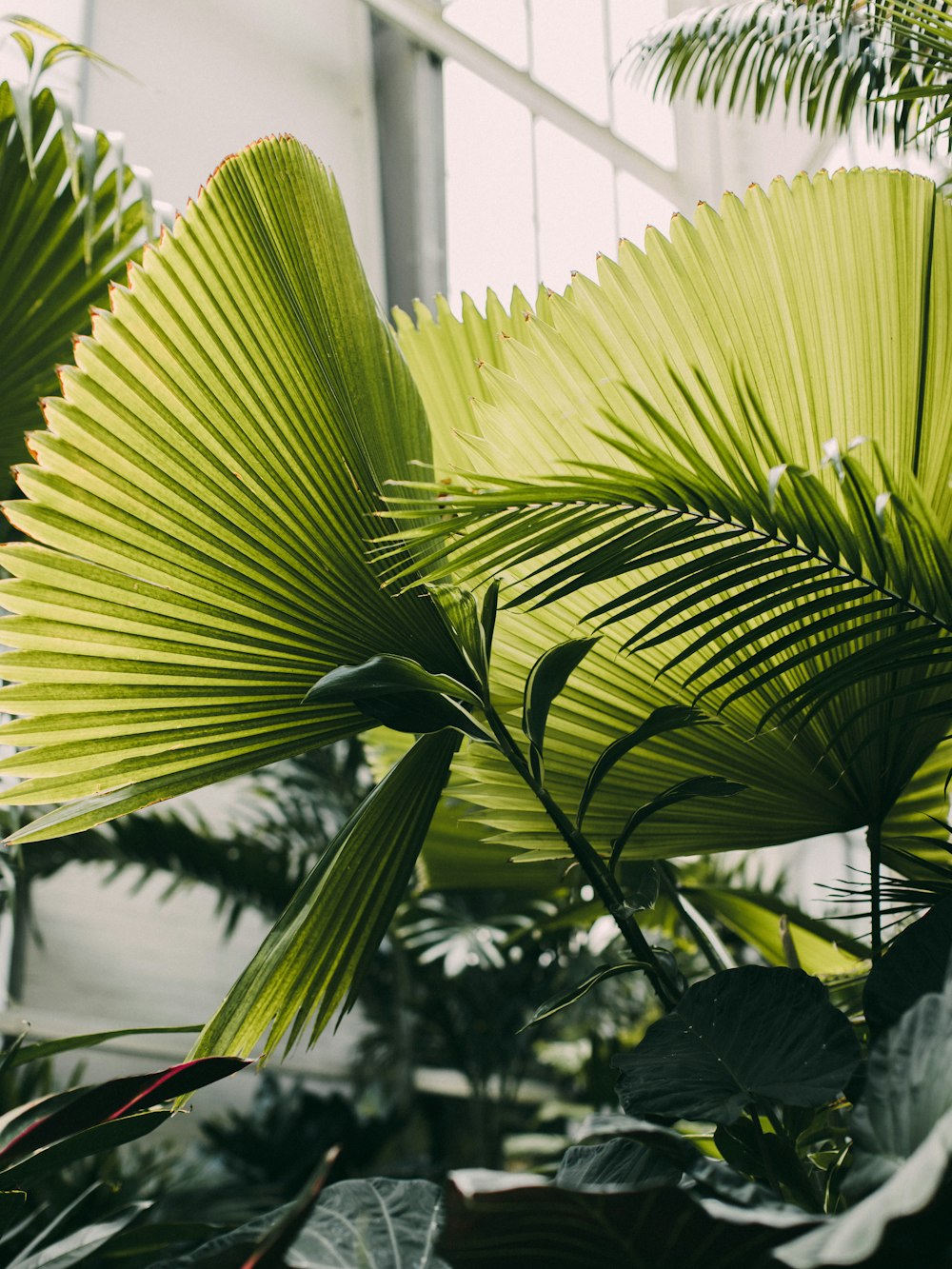 Planta de banano verde durante el día