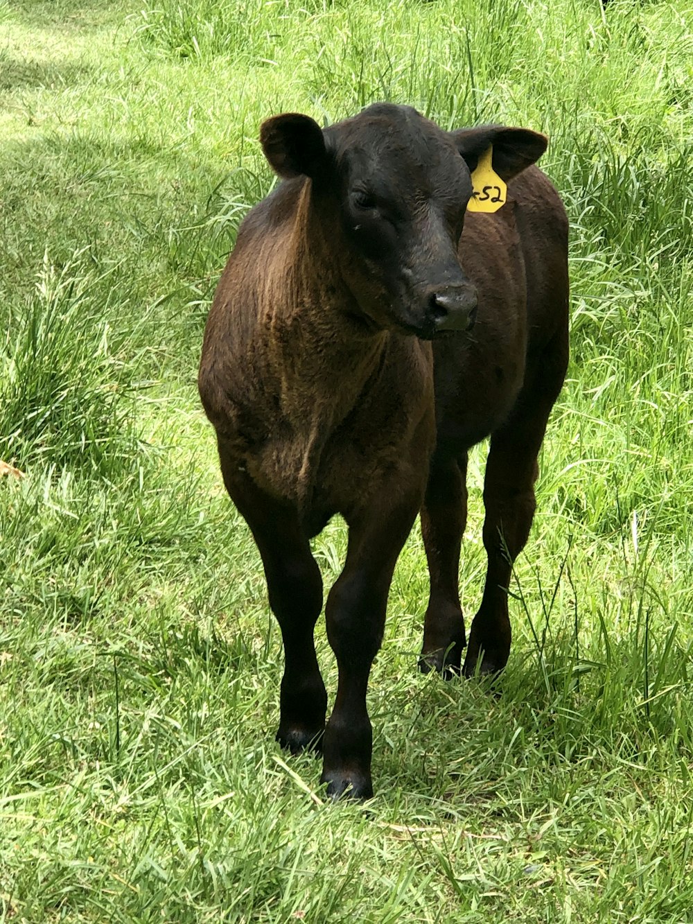 brown cow on green grass field during daytime