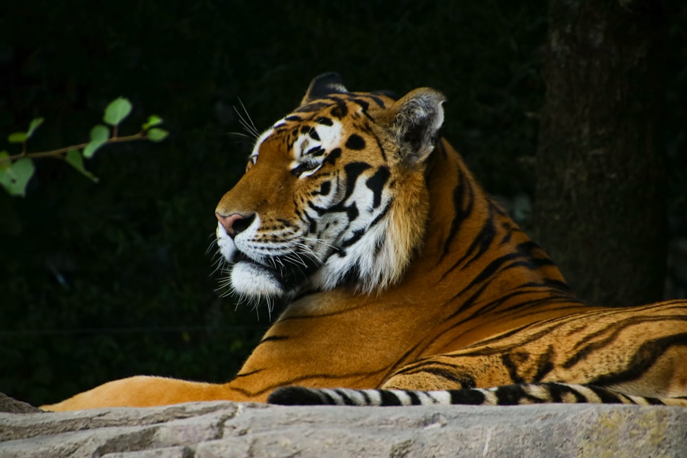 brown and black tiger lying on ground