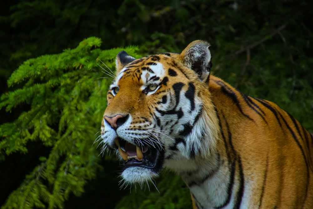 brown and black tiger on green grass during daytime